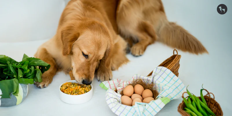 Organic Pet Food Benefits